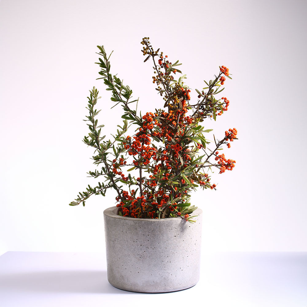 Matera Victoria 28Cm